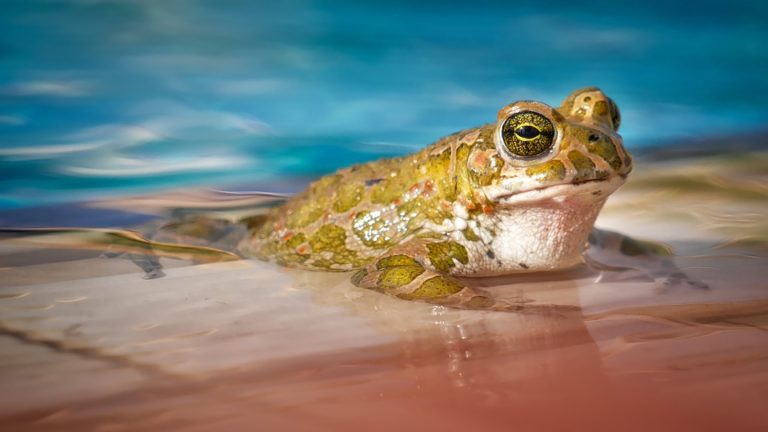Limpieza de piscinas: formas de limpiar una piscina (II)